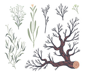 Natural decorative elements. Botanical illustrations. Vector clip art.