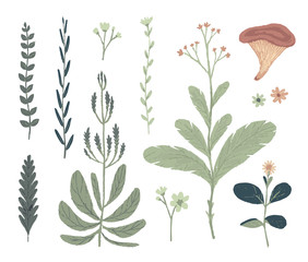 Natural decorative elements. Botanical illustrations. Vector clip art.