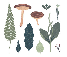 Natural decorative elements. Botanical illustrations. Vector clip art.