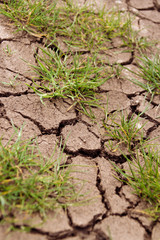 Fondo de suelo en sequía con hierba que está naciendo 
