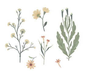 Floral decorative elements. Botanical illustrations. Vector clip art.