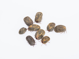 dog ticks on white