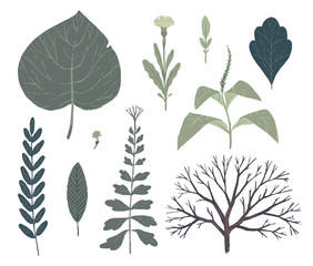 Floral decorative elements. Botanical illustrations. Vector clip art.