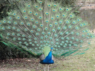 wunderschöner, prächtiger männlicher Pfau