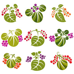 Set of vector green spring leaves with tendrils and different berries and seeds. Ecology theme design elements, gardening symbol. Natural icons set.