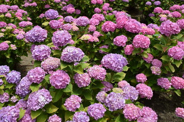 マダム・プラムコック（アジサイ）