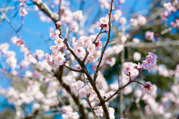 Sakura