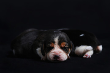 beagle puppies looking for morther