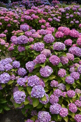 マダム・プラムコック（アジサイ）