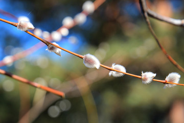 willow buds © sosnytskyi