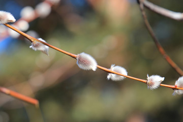 willow buds © sosnytskyi