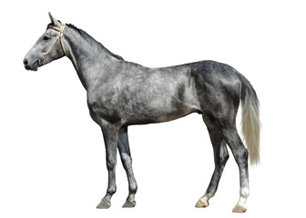 Fototapeta premium Młody koń szary stanąć na białym tle na białym tle widok z boku