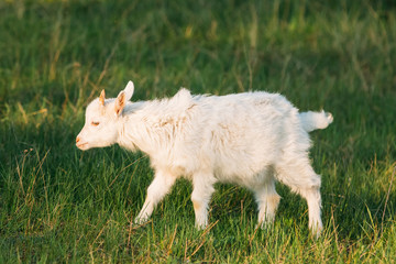Kid Goat Grazes On Green Summer Grass On A Sunny Day. Goat Eating