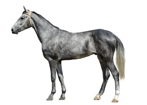Fototapeta The young gray horse  stand isolated on white background side view