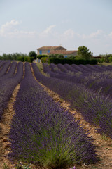 Lavender field and house in plateau de Valensole , Provence, France