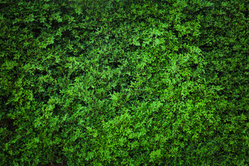 green leaves natural wall.