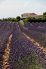 Fototapeta na wymiar Lavender field and house in plateau de Valensole , Provence, France