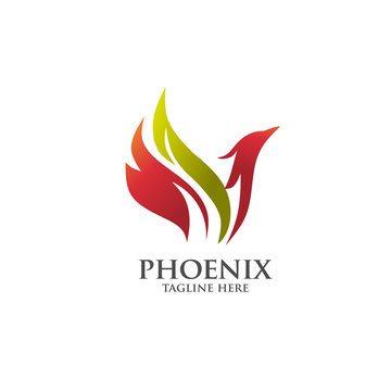 best luxury phoenix consulting element logo  vector concept
