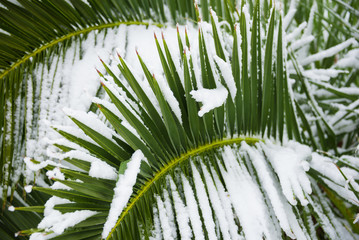 Palm tree covered with snow in unusually cold winter