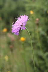 Delicate Purple Flower on a Meadow.