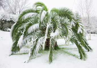 Palmier couvert de neige en hiver exceptionnellement froid