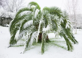 Crédence de cuisine en plexiglas Palmier Palmier couvert de neige en hiver exceptionnellement froid