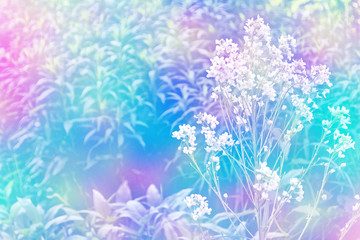 daisy flower against the background of the summer landscape.