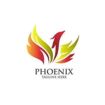 best luxury phoenix consulting element logo  vector concept
