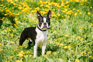 Funny Young Boston Bull Terrier Dog Outdoor In Green Spring Meadow