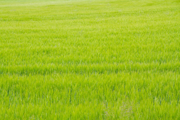 Obraz na płótnie Canvas Green Grass Blowing in the Wind