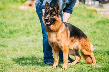 German Shepherd Dog Standing In Green Grass Near Owner During Training. Summer Season.