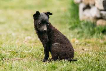 Black Small Size Mixed Breed Homeless Puppy Dog Sit Outdoor In Green Grass
