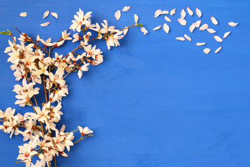 image of spring white cherry blossoms tree