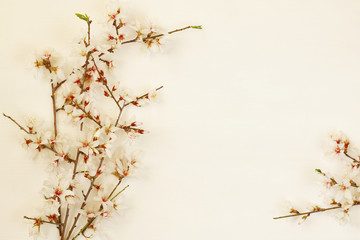 Fototapeta premium image of spring white cherry blossoms tree