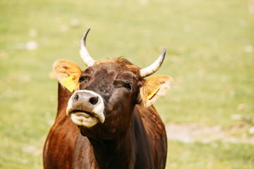 Close Up Of Funny Red Cow In Meadow Or Field