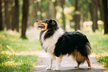 Scottish Rough Long-Haired Collie Lassie Adult Dog Sitting On Park