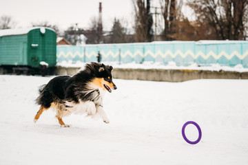 Shetland Sheepdog, Sheltie, Collie Playing With Ring And Fast Running Outdoor In Snow,
