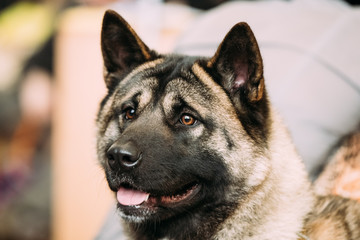 Funny Curious Cute American Akita Dog