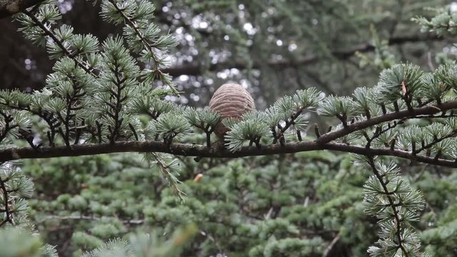 alberi 