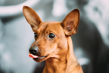 Red Young Brown Miniature Pinscher Pincher Min Pin Close Up Portrait