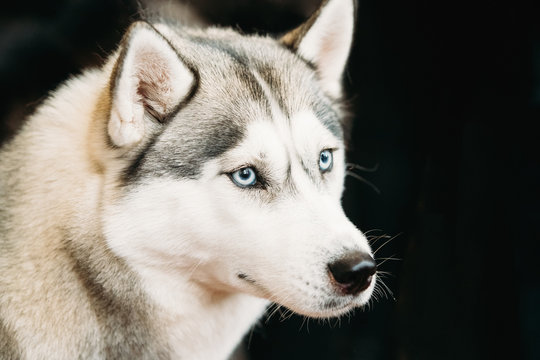Gray Adult Siberian Husky Dog With Blue Eyes Close Up Portrait