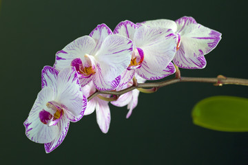 Naklejka na ściany i meble Phalaenopsis or Moth Orchid flowering stem, Cornwall, England, UK.