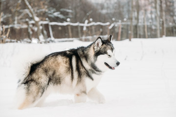 Alaskan Malamute Playing Outdoor In Snow, Winter Season. Playful