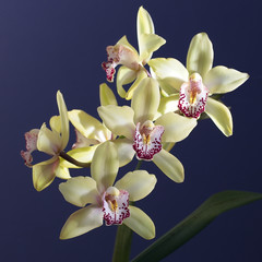 Cymbidium or Boat orchid flowers, Cornwall, England, UK.