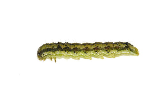 The crop pest Helicoverpa armigera caterpillar isolated on white background