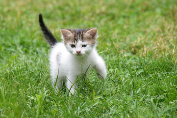 Naklejka na ściany i meble Little kitten play in the grass, Cute little kity