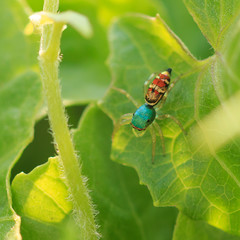 small insect on green leaf, Macro photo