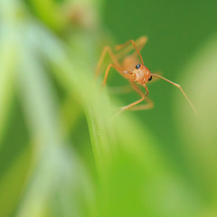 Red ant on green leaf, Macro photo.