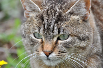 Cat portrait, small gray tabby cat
