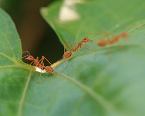 Red ant on green leaf, Macro photo.